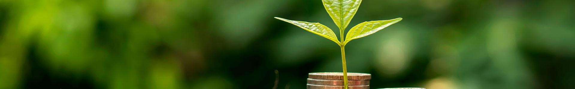 Single stack of coins with a plant growing out of the top against a background of green foliage
